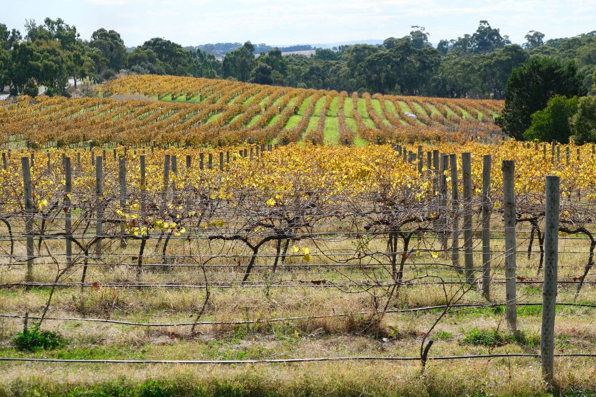 Windsor-Blog-Image-Clare-Valley-1200x800.jpg Windsor-Blog-Image-Clare-Valley-1200x800.jpg